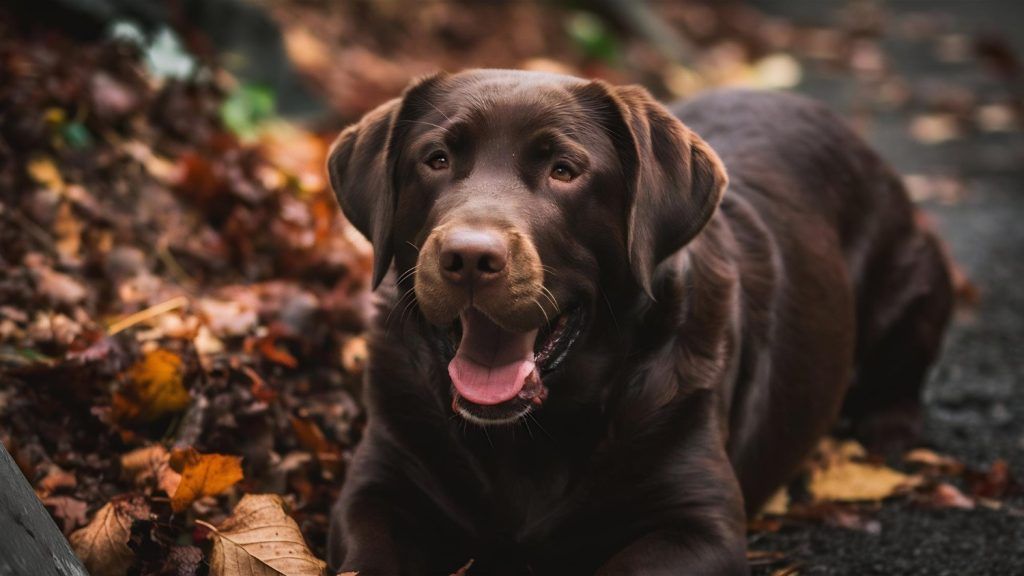boli-labrador-3