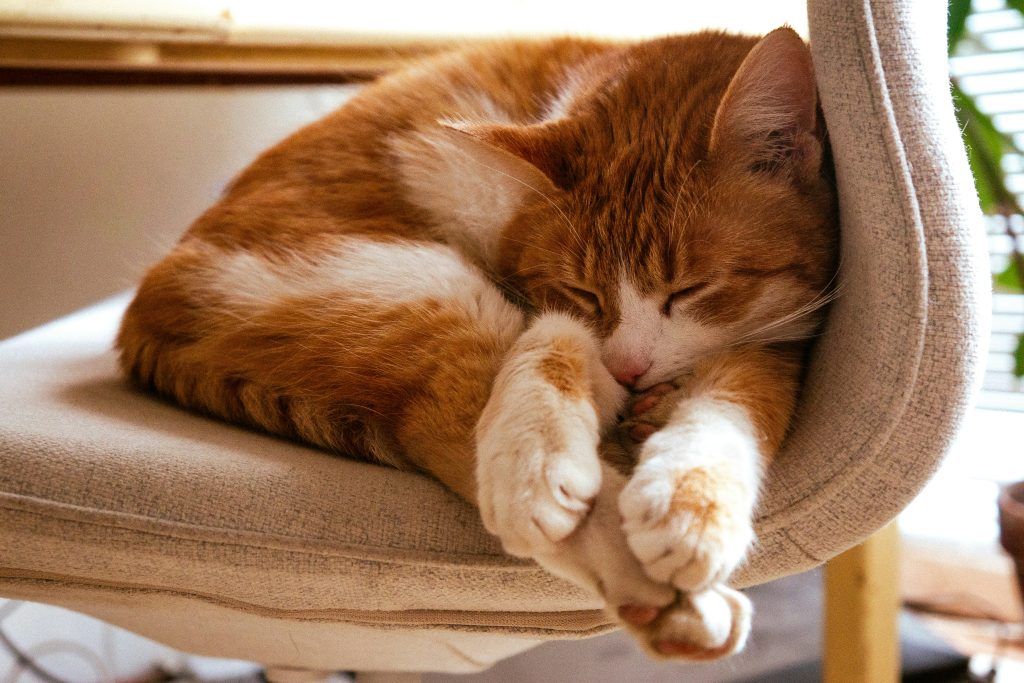 cat-traieste-o-pisica-sterilizata-1