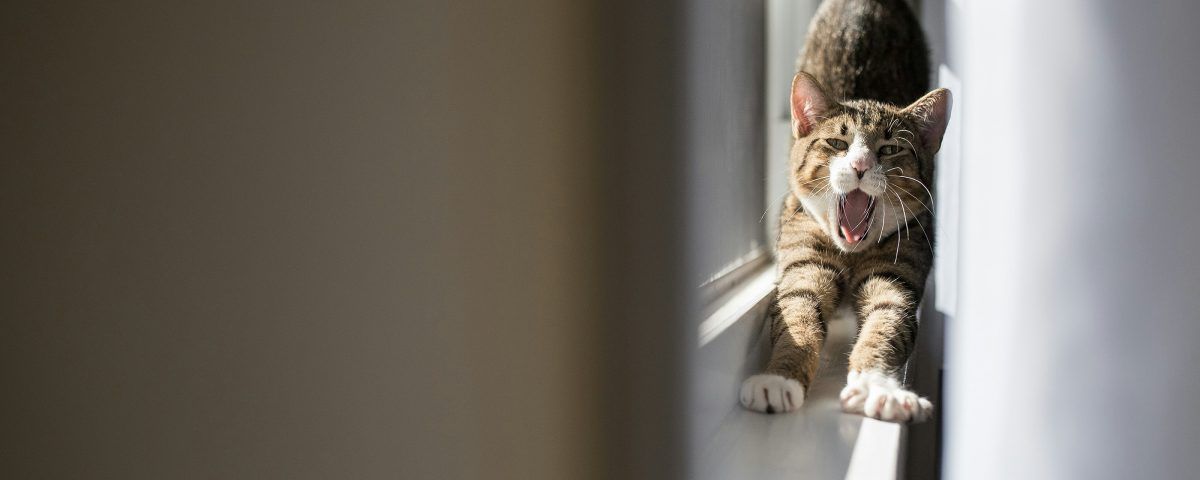 cat-traieste-o-pisica-sterilizata