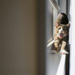 cat-traieste-o-pisica-sterilizata