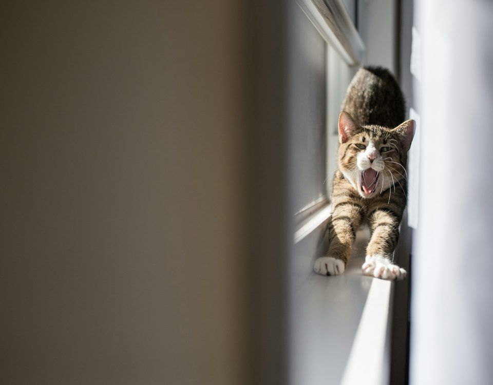cat-traieste-o-pisica-sterilizata