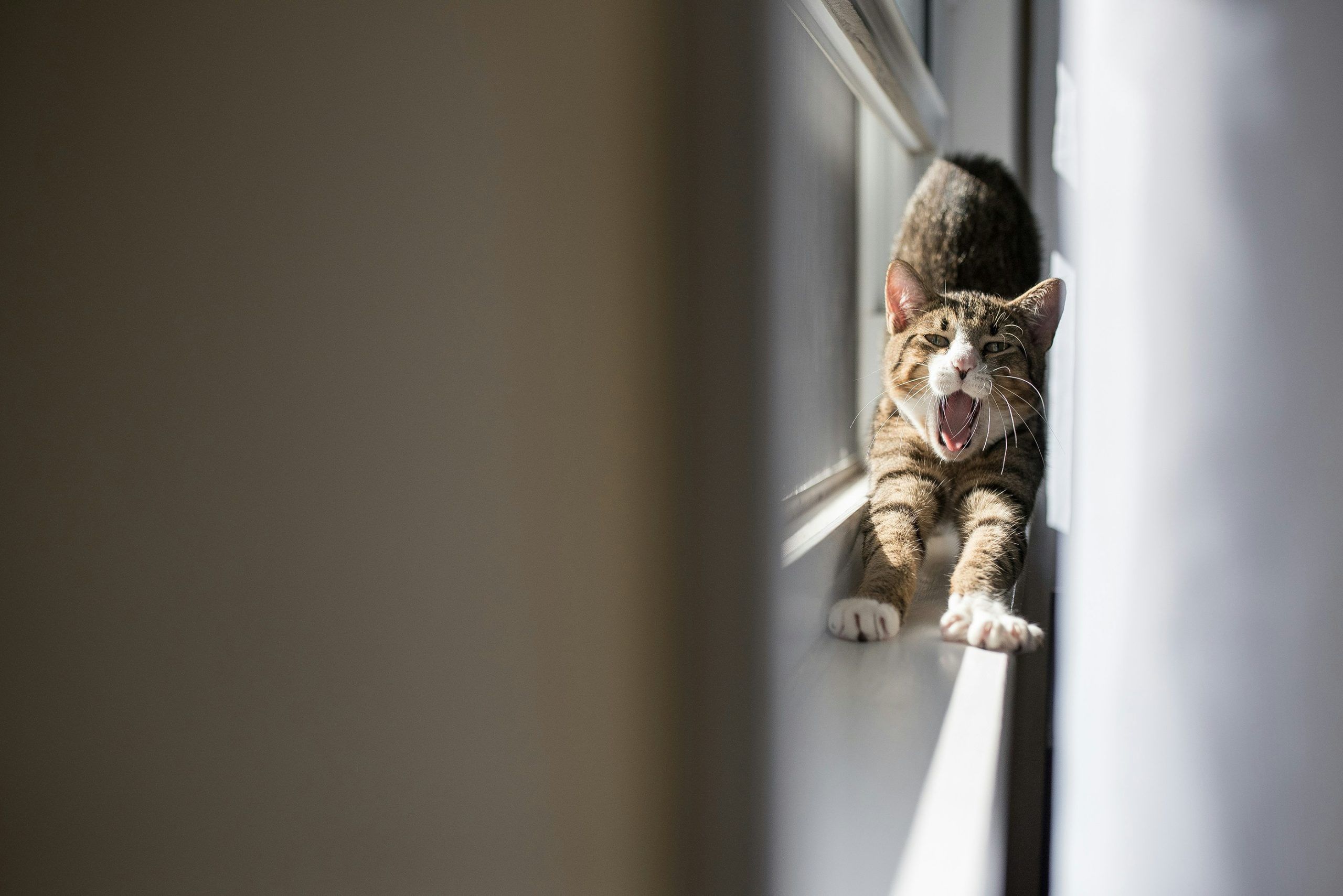 cat-traieste-o-pisica-sterilizata